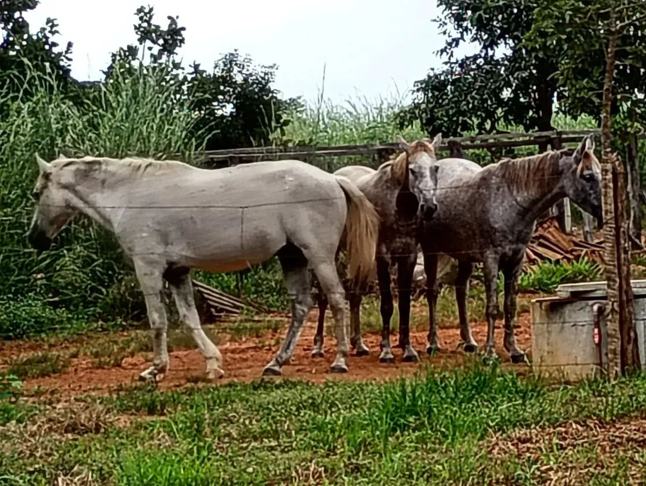 Cavalo, égua e potra 3 pelo valor de 1  - Foto 5
