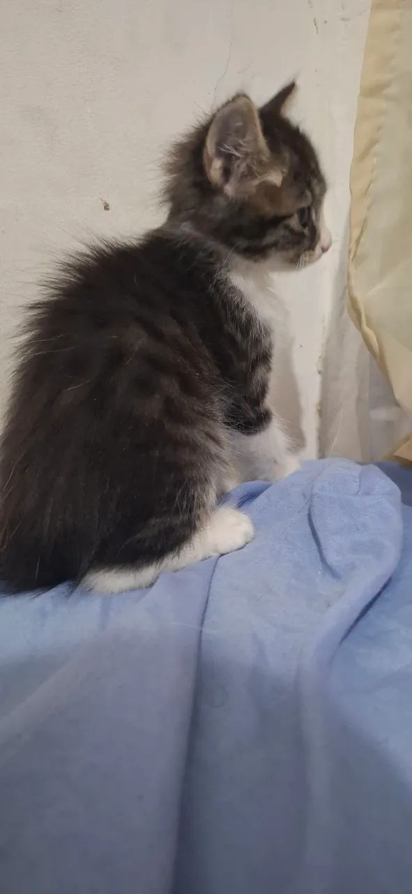 Doa-se filhote de gato - Foto 2