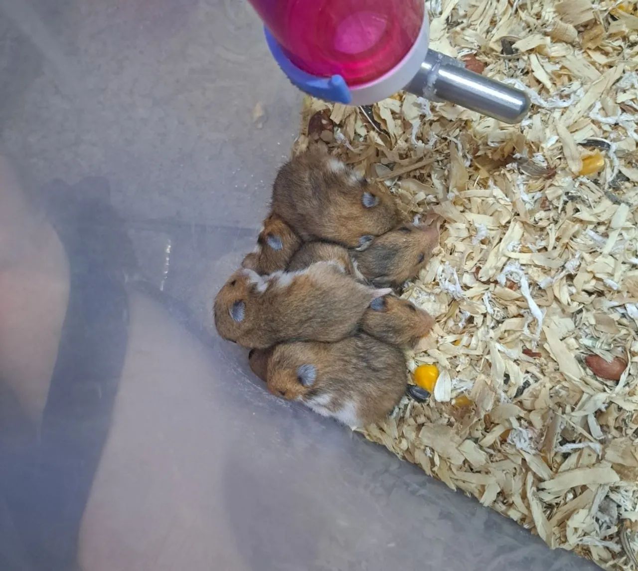 Hamster-sírio, filhotes  - Foto 2