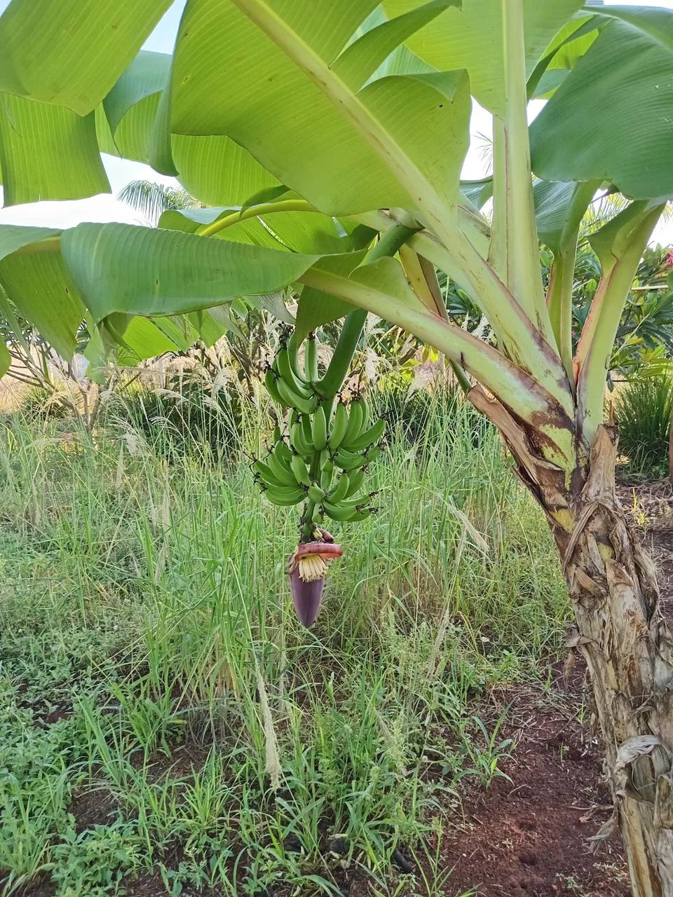 Vende chácara no recanto Jabur, localizada  entre Sertanópolis e Sertaneja.. - Foto 5