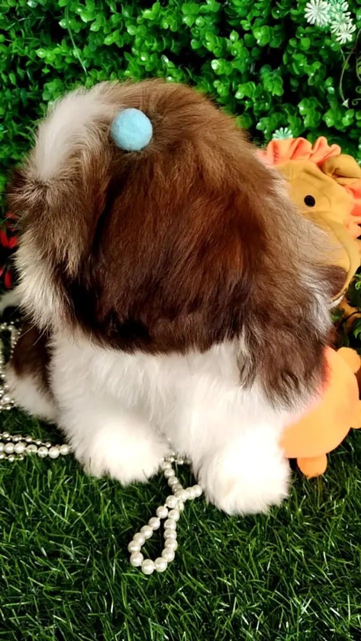 Filhote Shih tzu Macho Caramelo - EvaFilhotes  - Foto 3