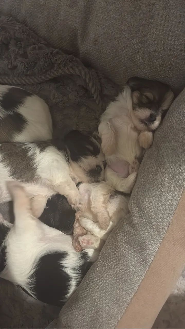 Lhasa apso  - Foto 2