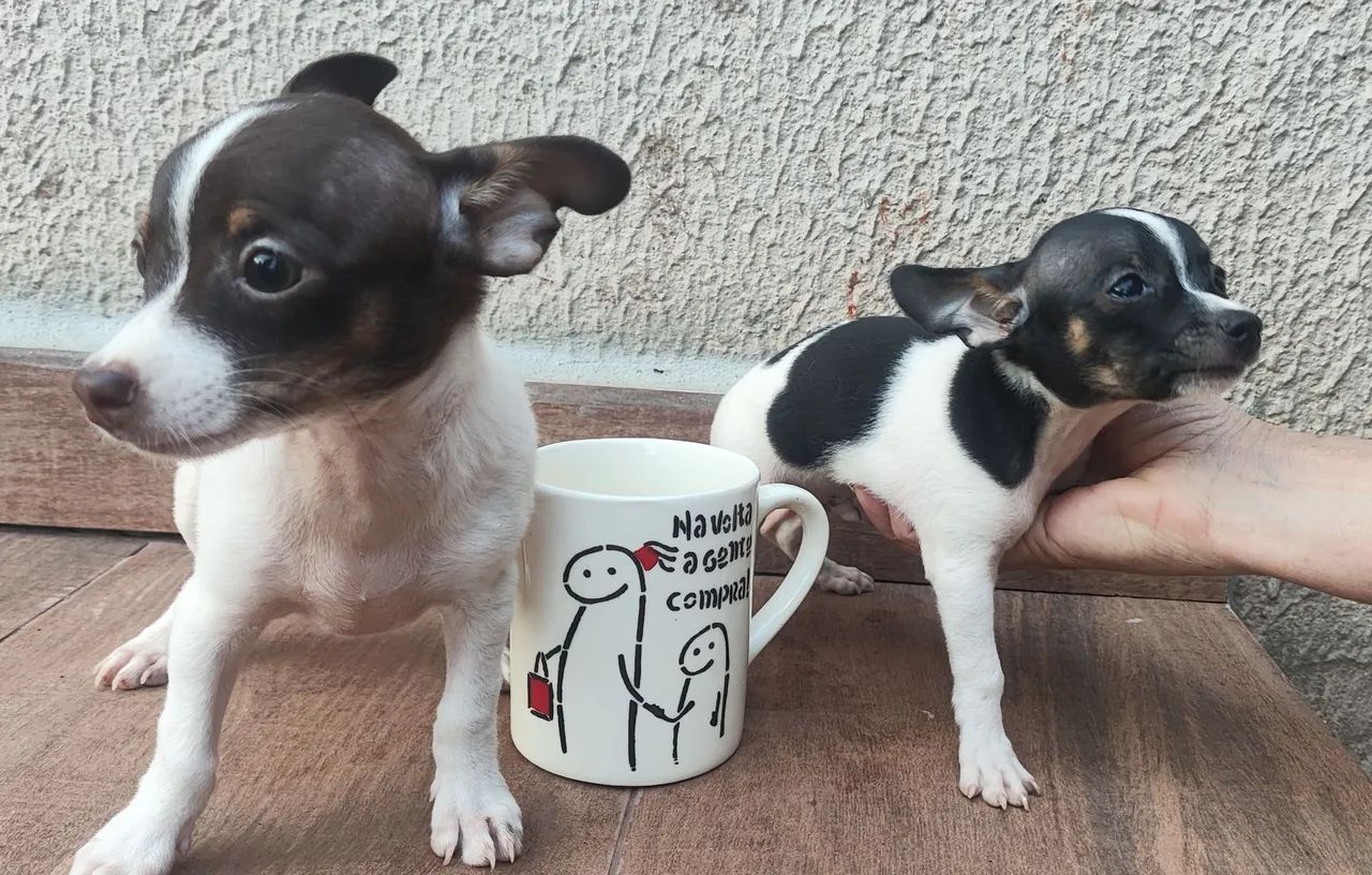 Pinscher