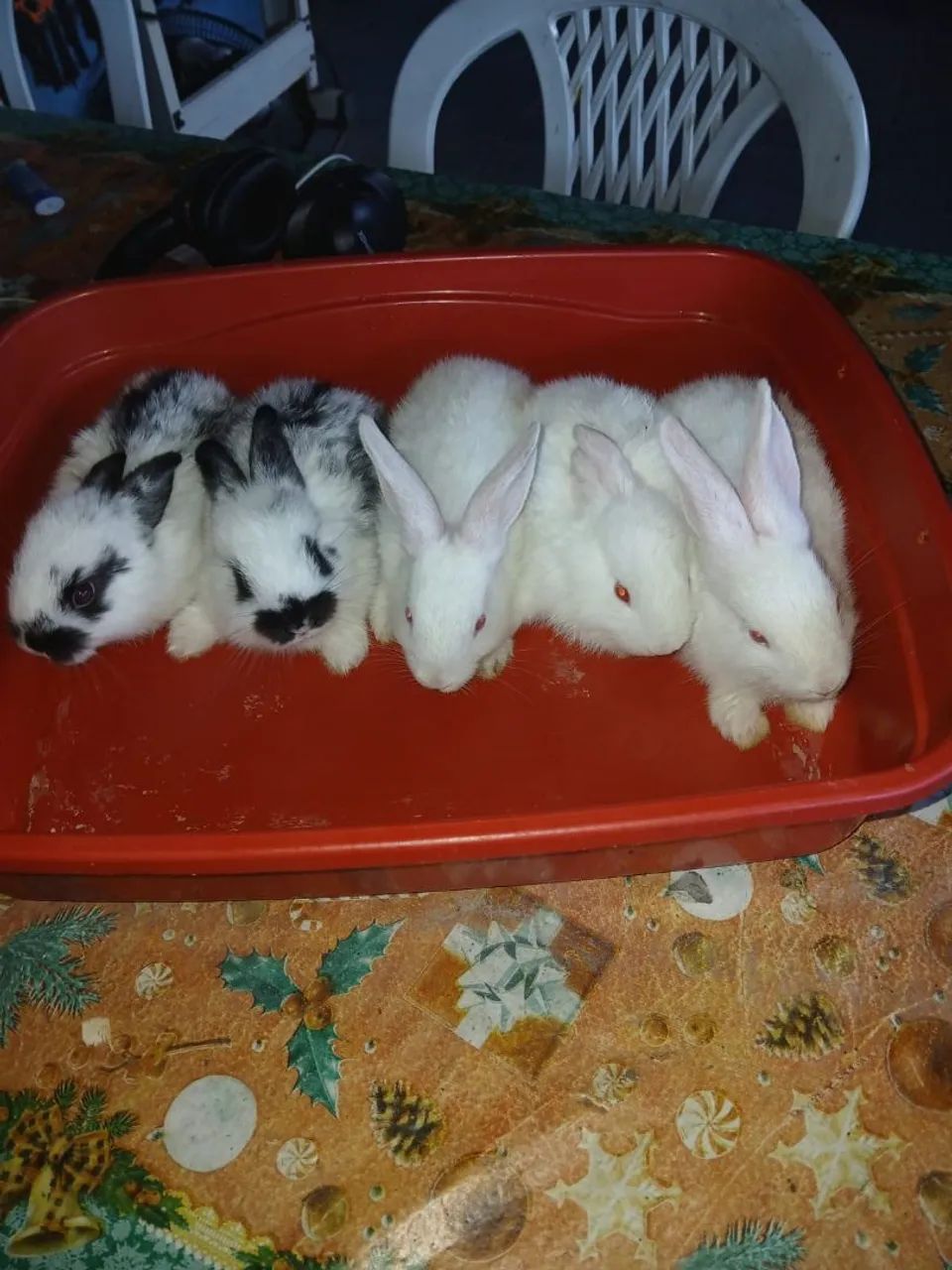 Coelhinhos lindos 