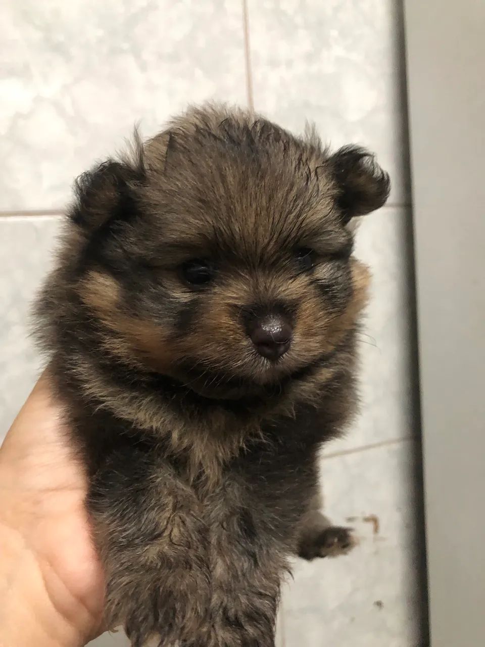 Cachorro  - Foto 2