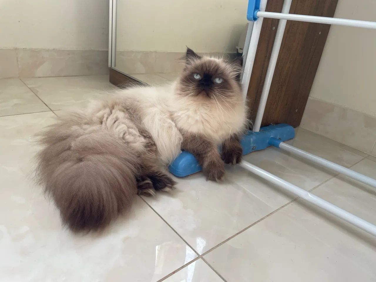 Gato Persa - Foto 4