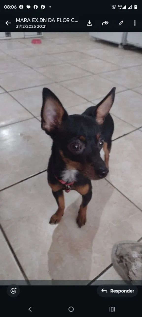 CACHORRO PINSCHER  - Foto 4