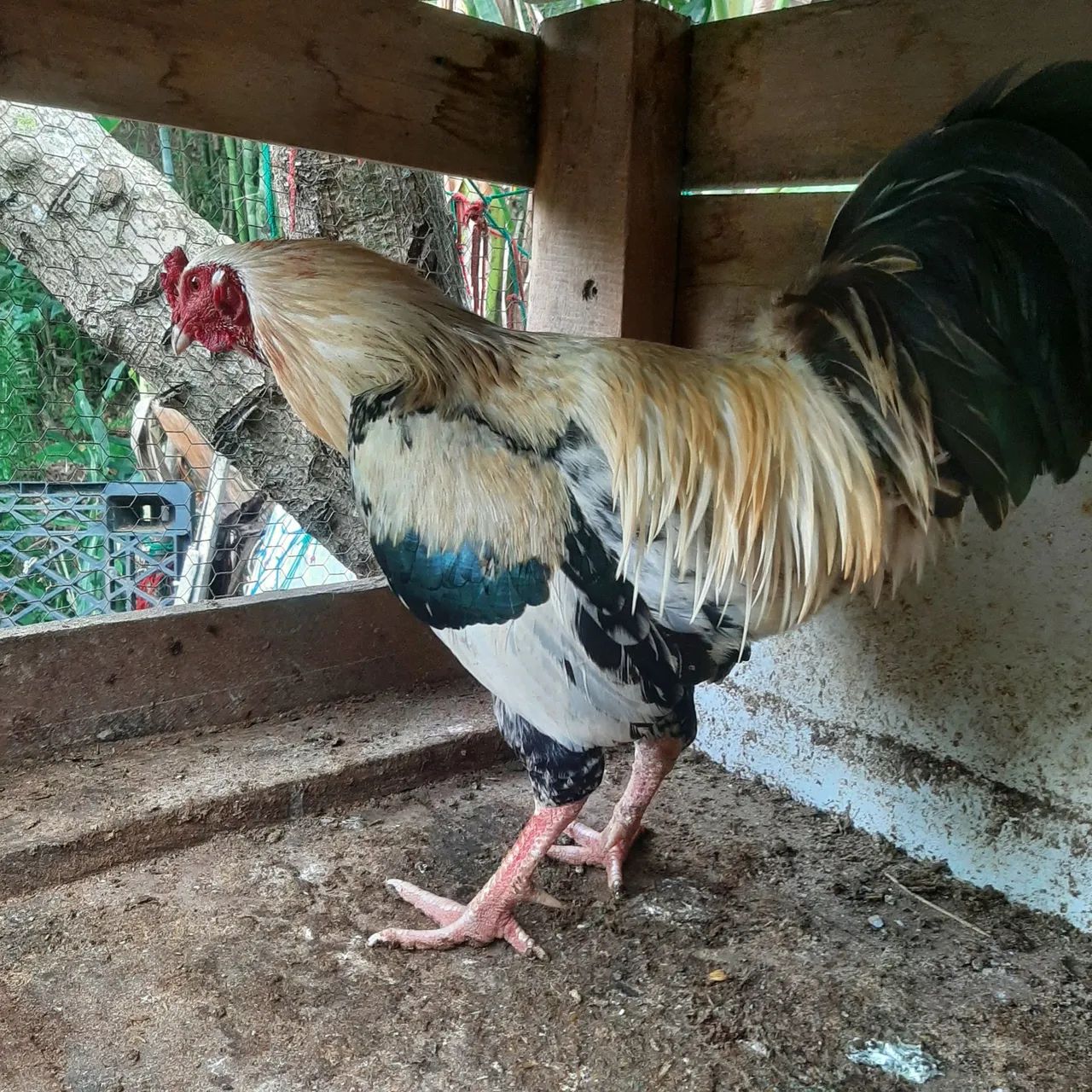 Galos - Foto 2