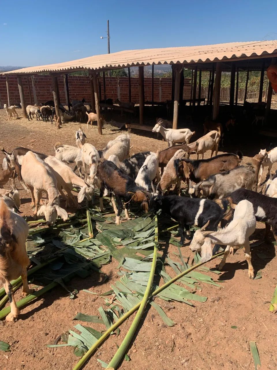 Cabras e bodes  - Foto 2
