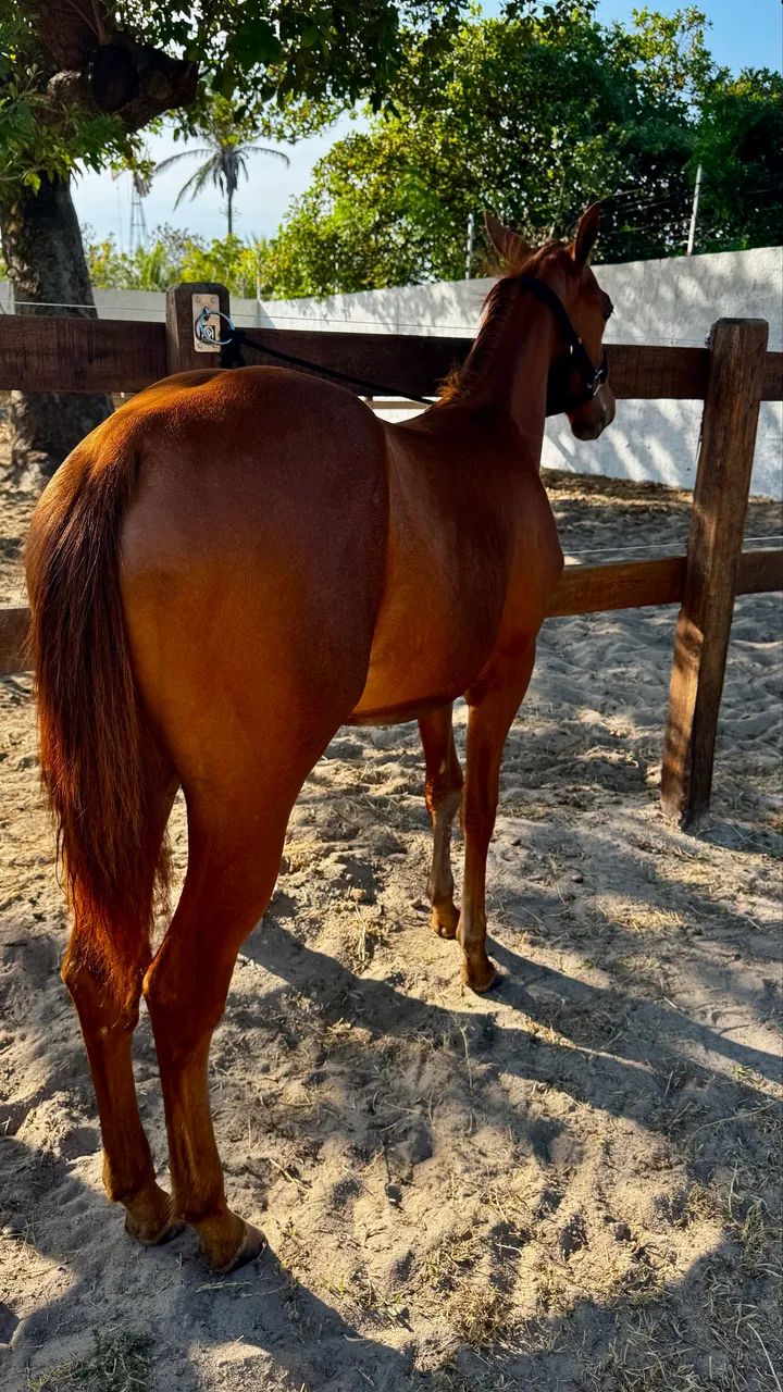 ? POTRA QM DISPONÍVEL ? 