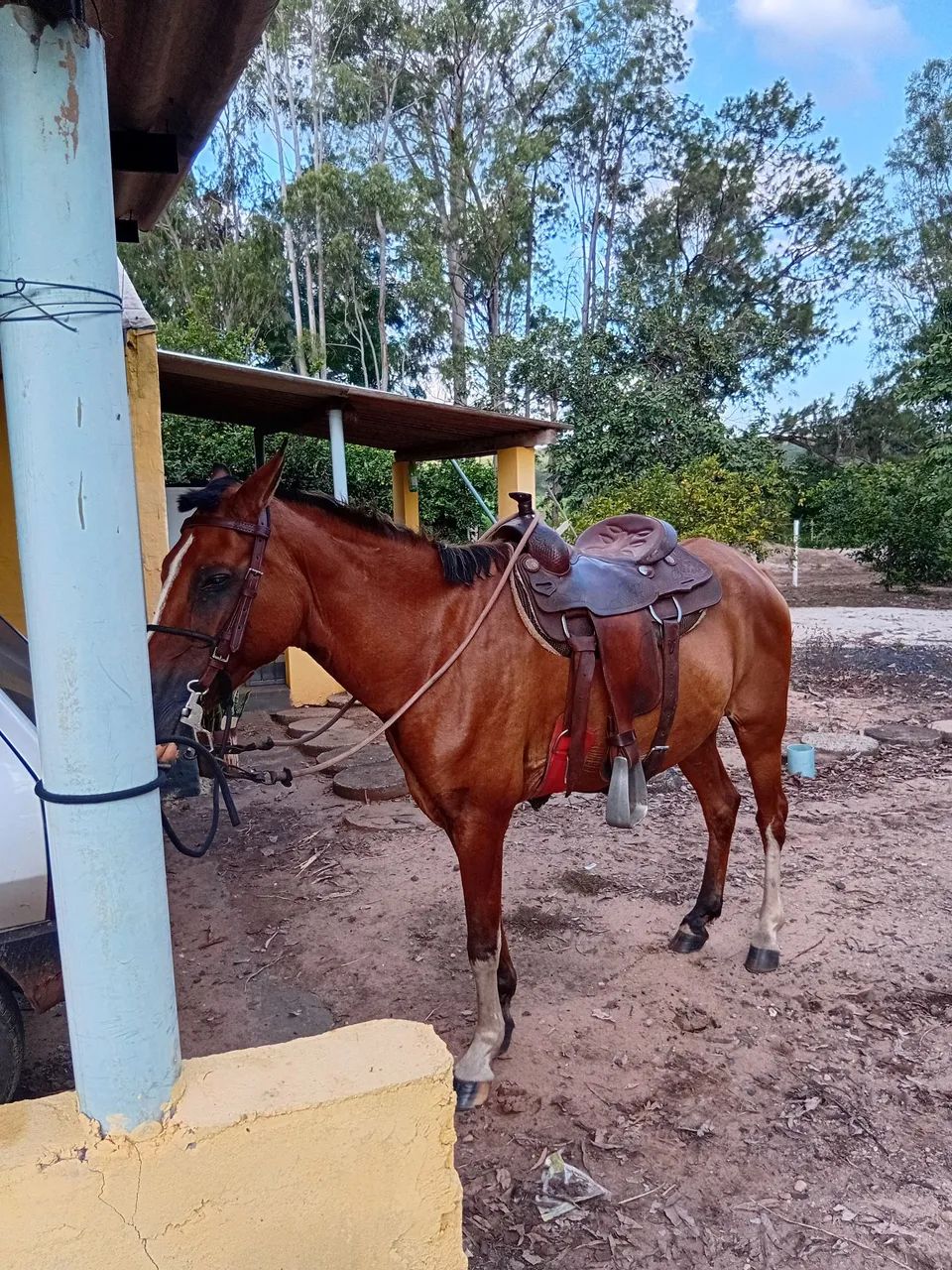 Vendo cavalo de cela e charrete 