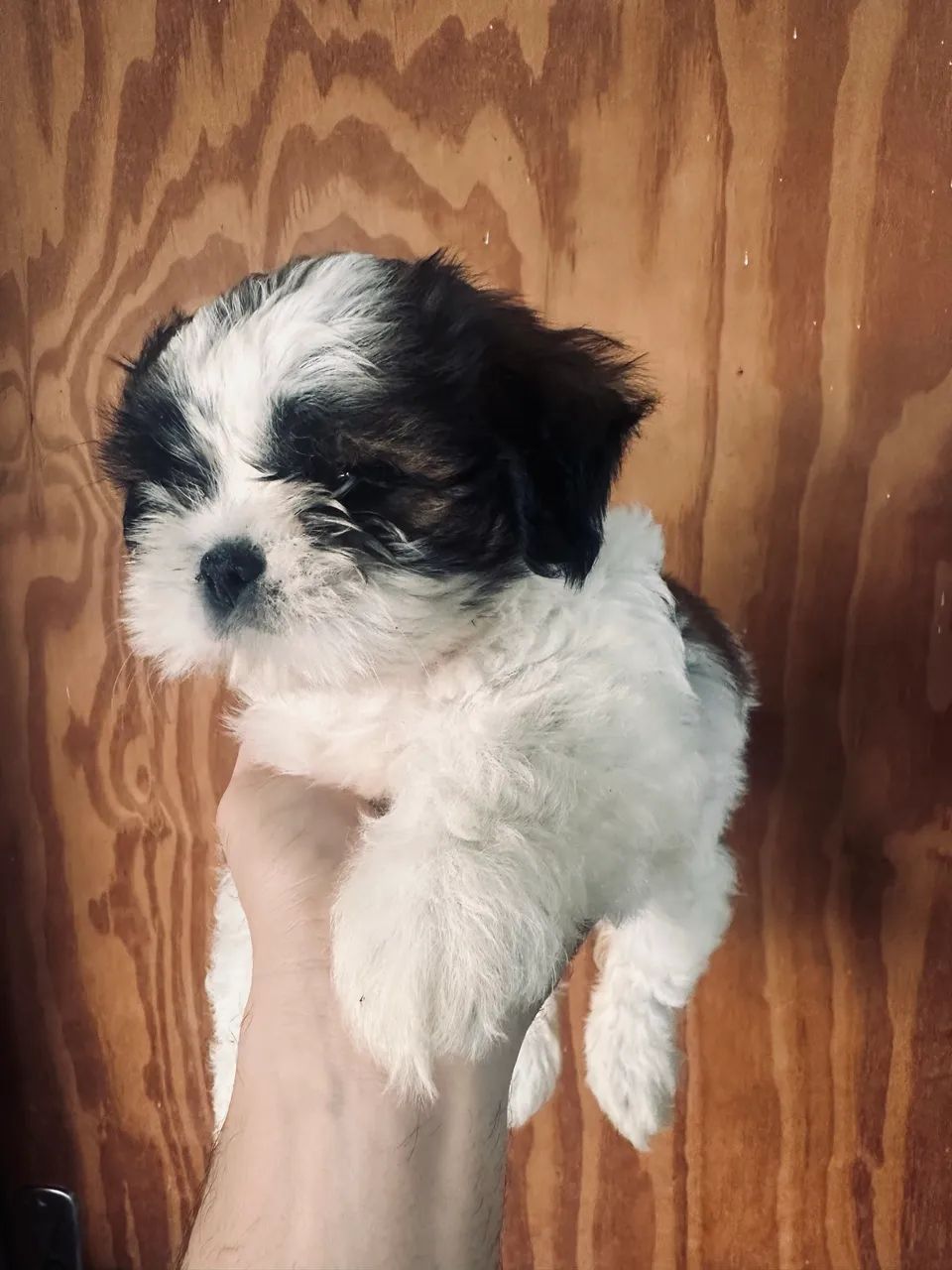 Cachorro  - Foto 4