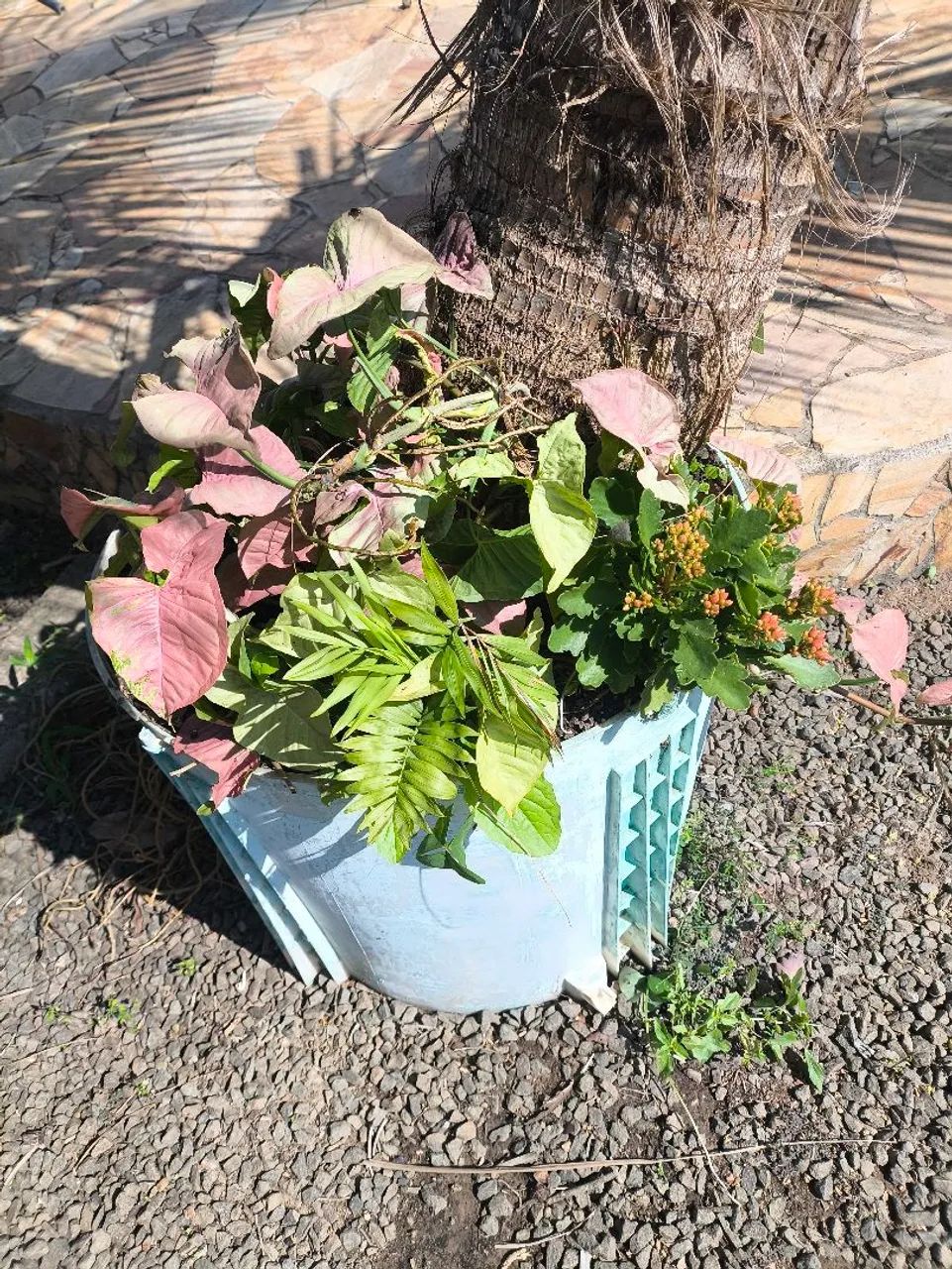 Coqueiro no vaso - Foto 2