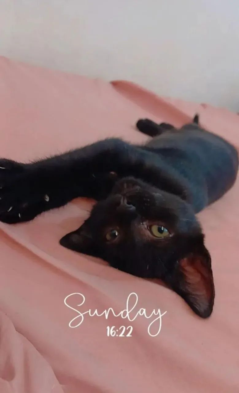 GATA PARA DOAÇÃO
