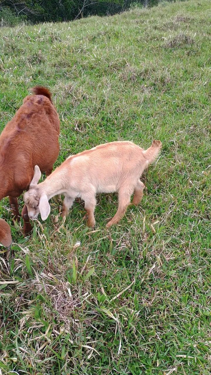 Vende-se BODINHOS de 3 meses