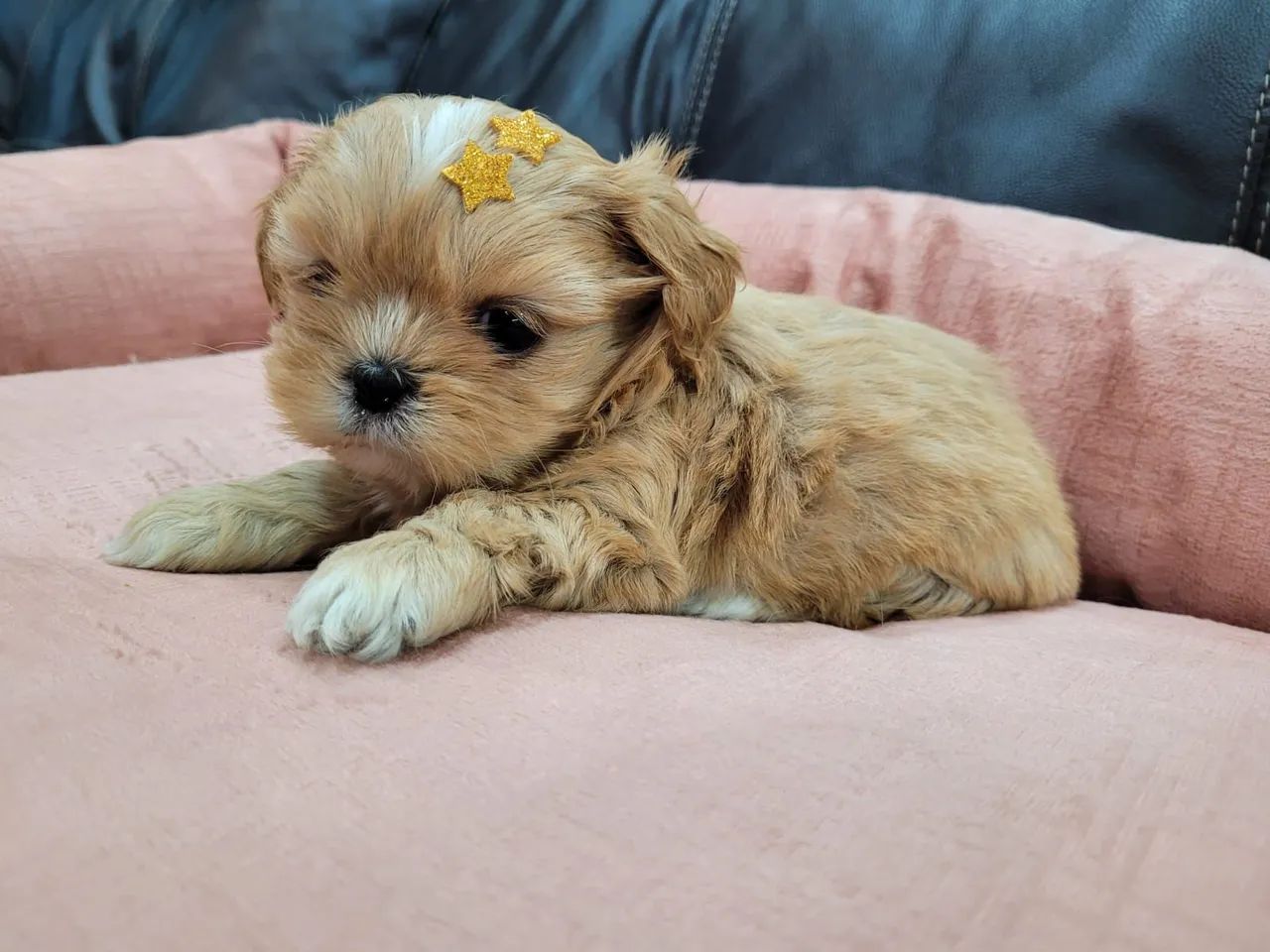 Shih Tzu lindos !
