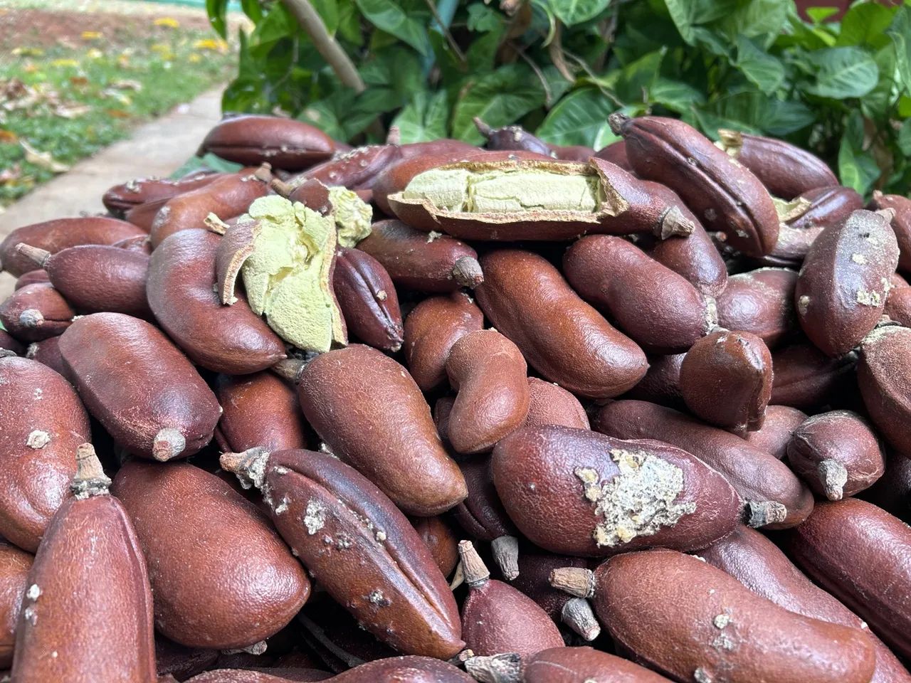 Jatobá com casca R$25,00kg  - Foto 5