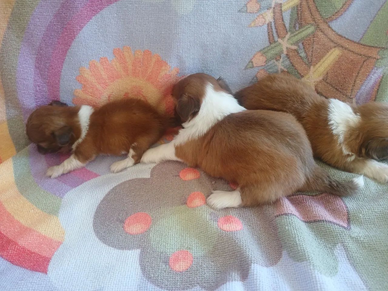 Vendo Shitzu FEMEAS - Foto 4