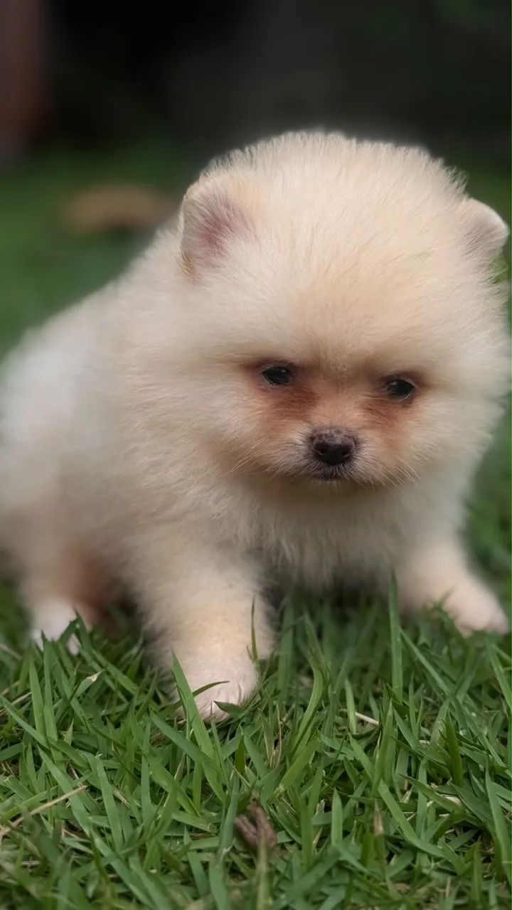 Spitz Alemão Anão  - Foto 3