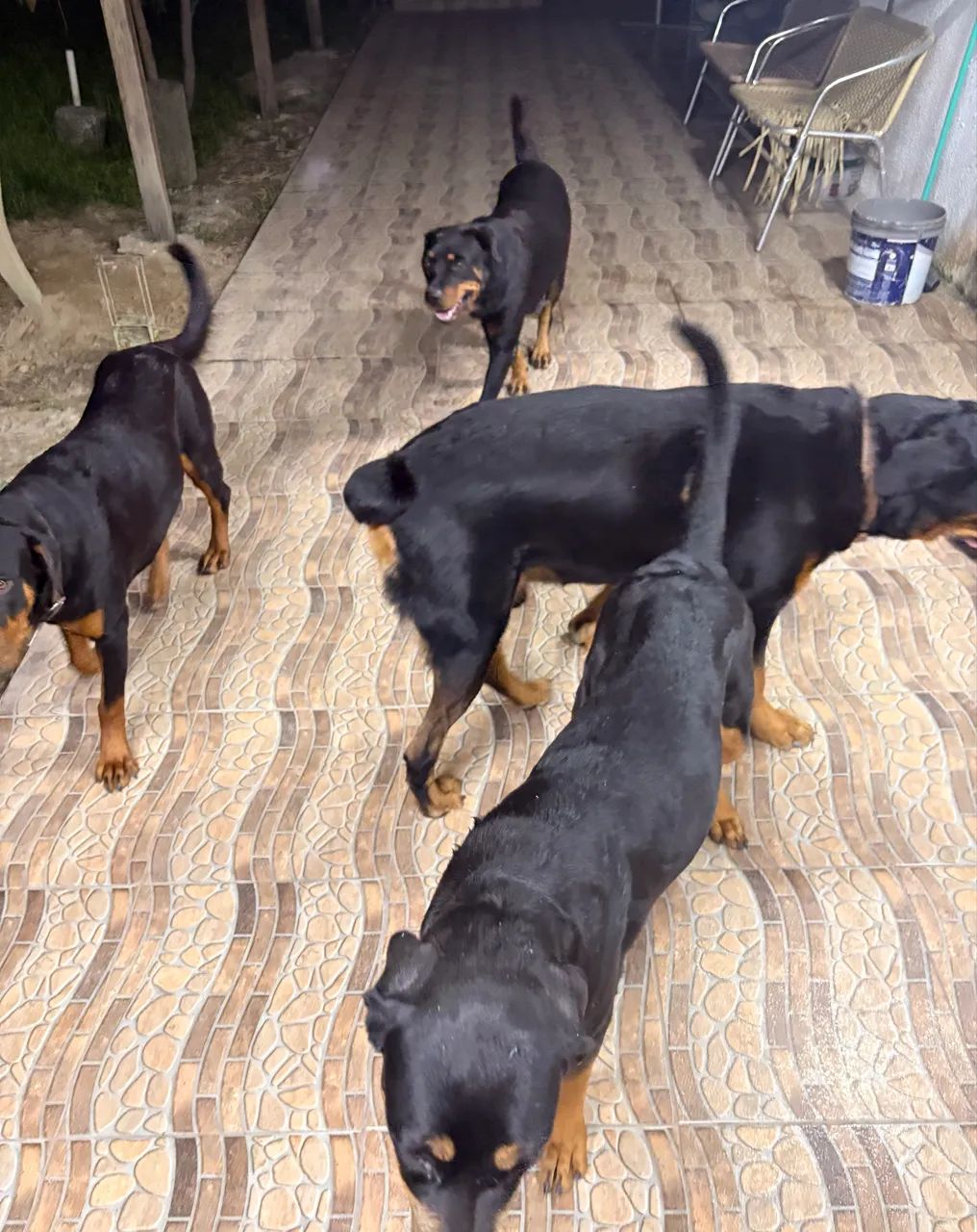 Rottweiler  - Foto 2