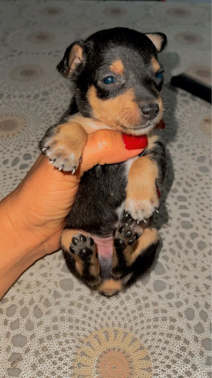 Cachorro 