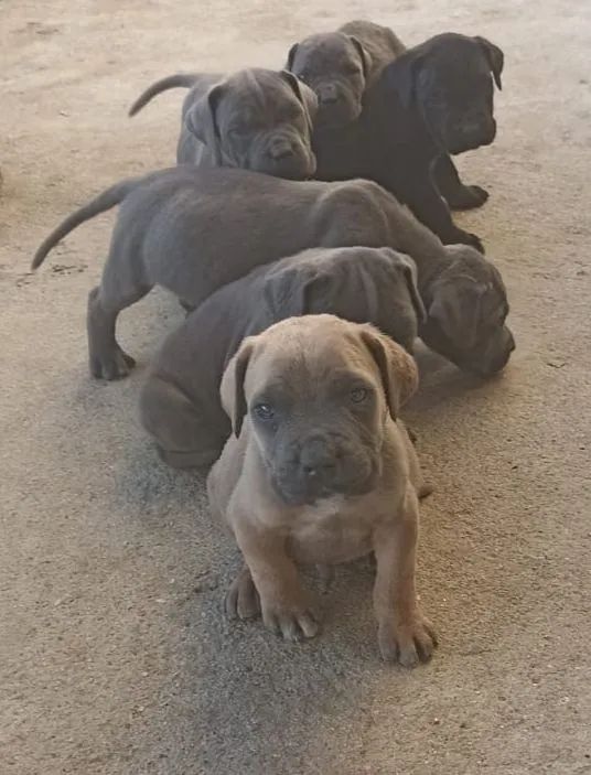 Cane corso - Foto 4