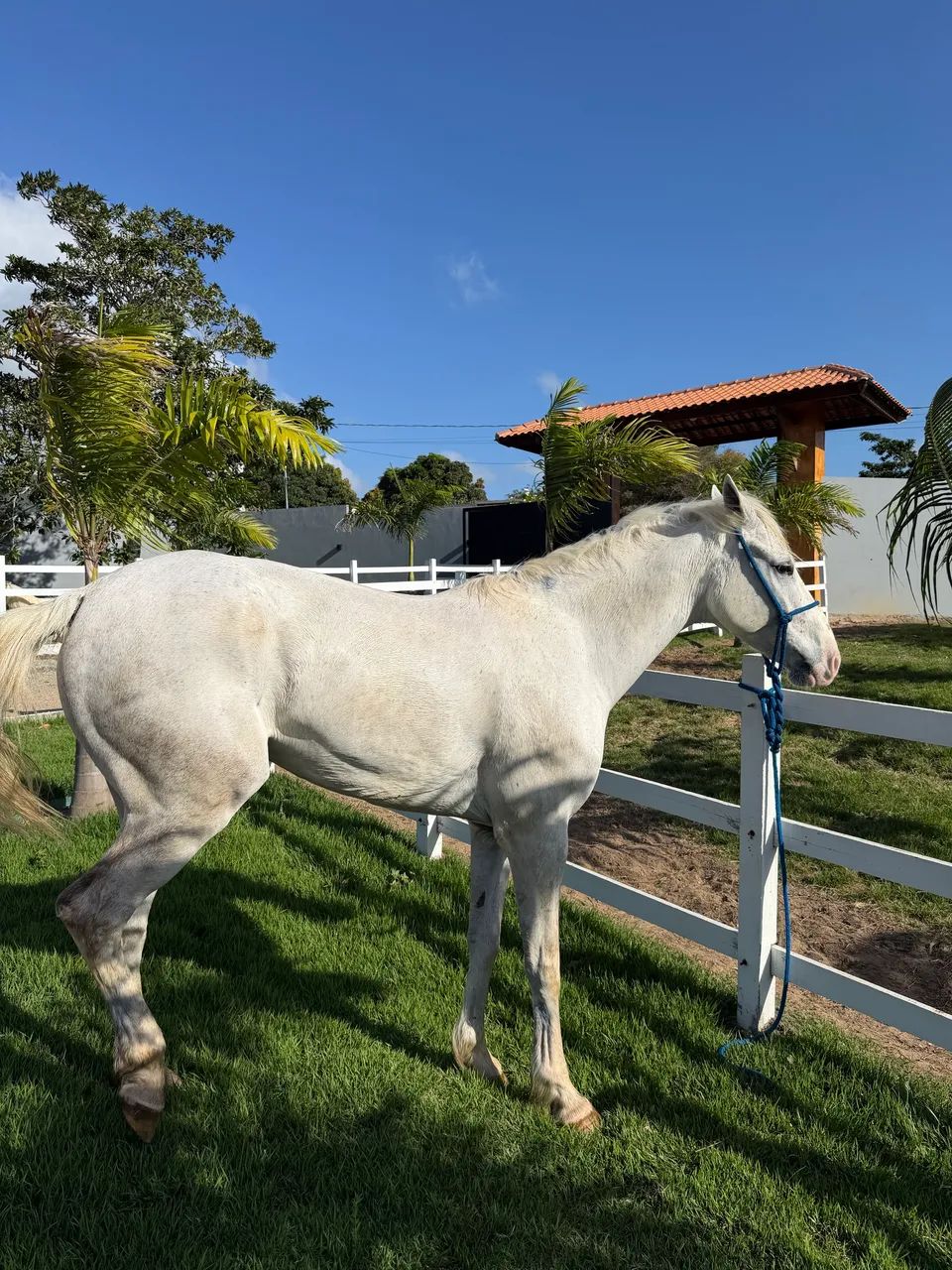 Cavalo quarto de milha 