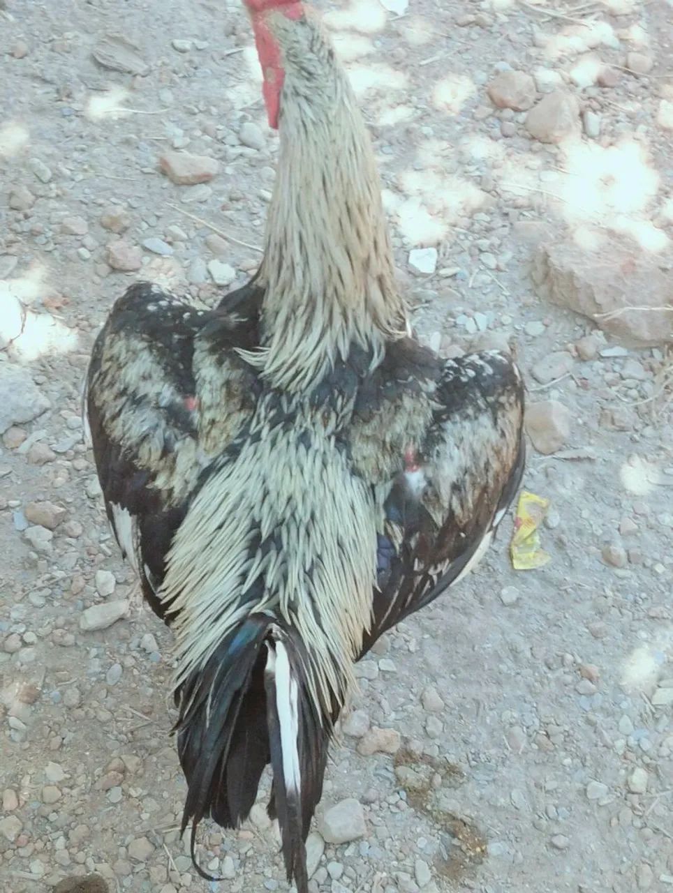 Galinha caipira e pato  - Foto 4