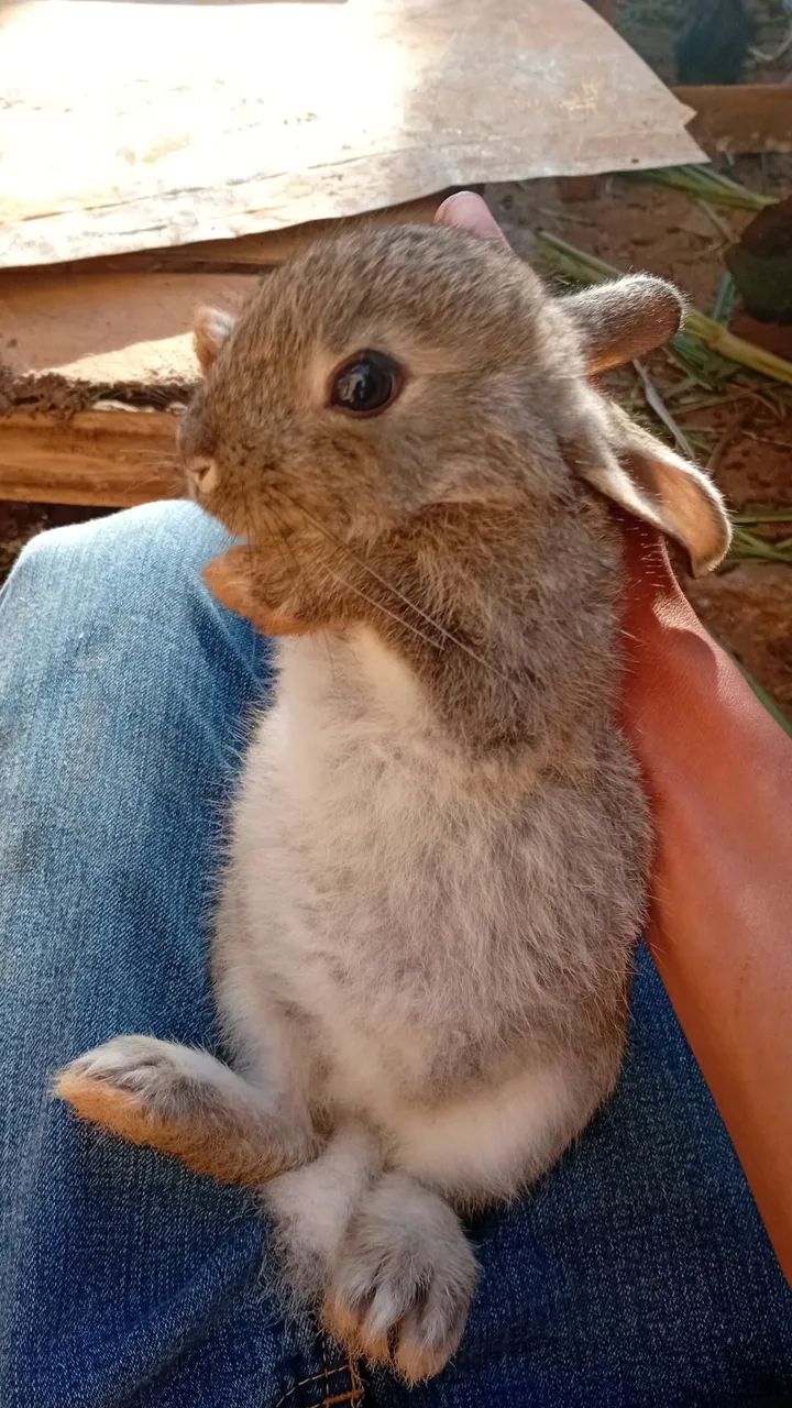 Coelhos! - Foto 3
