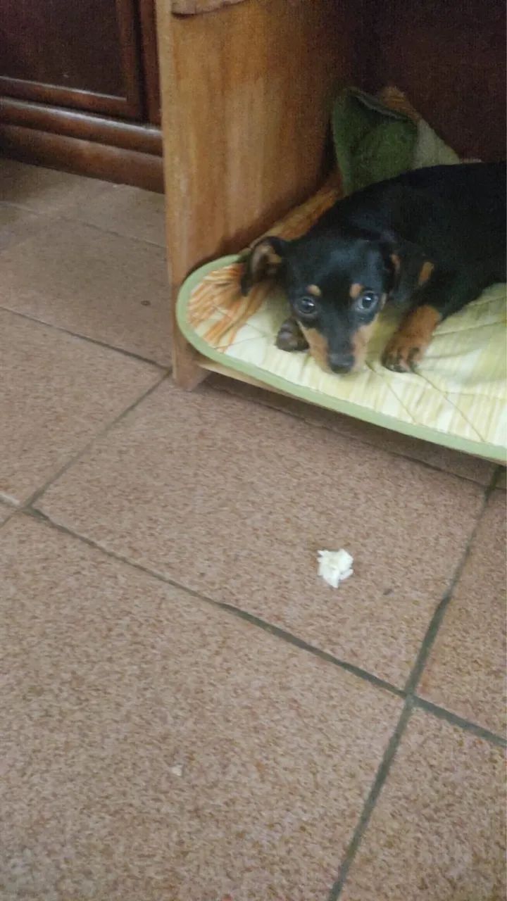 Pincher  - Foto 2