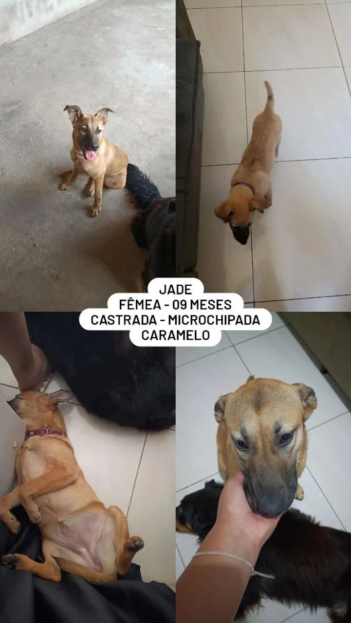 Adoção responsável  - Foto 2