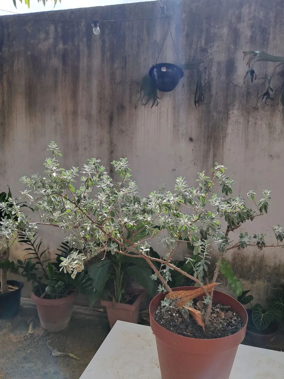 Planta chuva de prata  - Foto 4