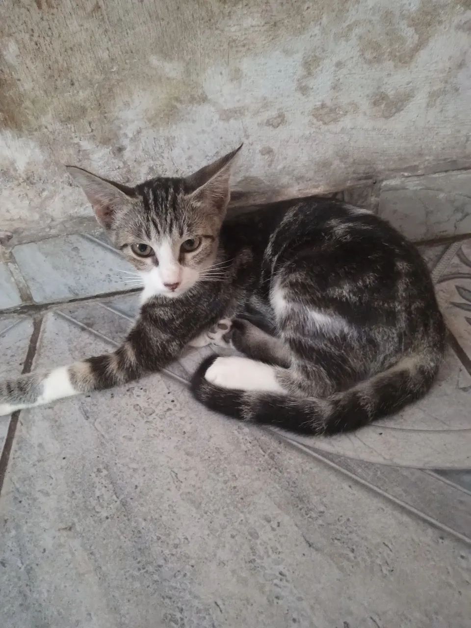 Adotar esse gatinho lindu 