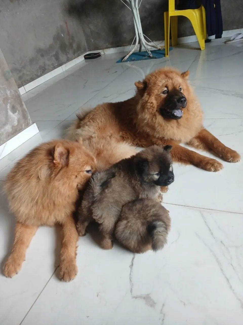 Cachorro  - Foto 3