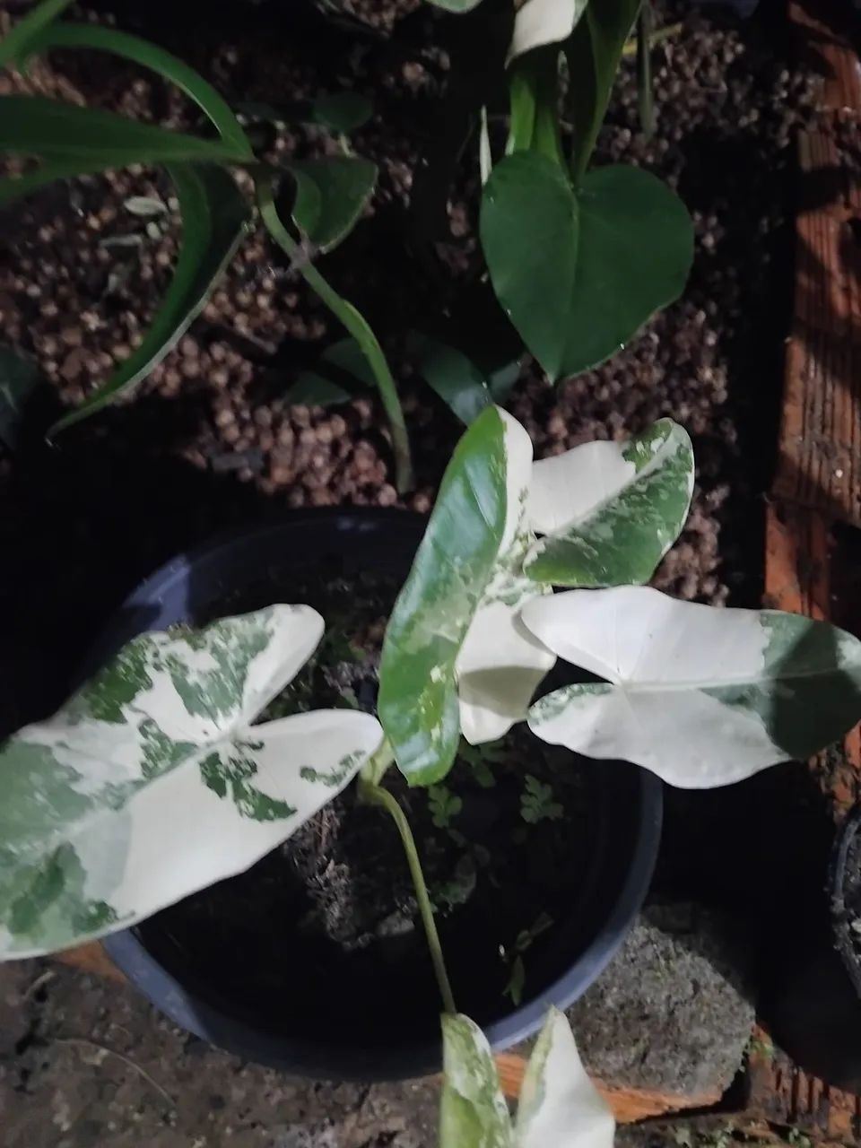 Alocasia Macrorrhiza Variegata (mudas)
