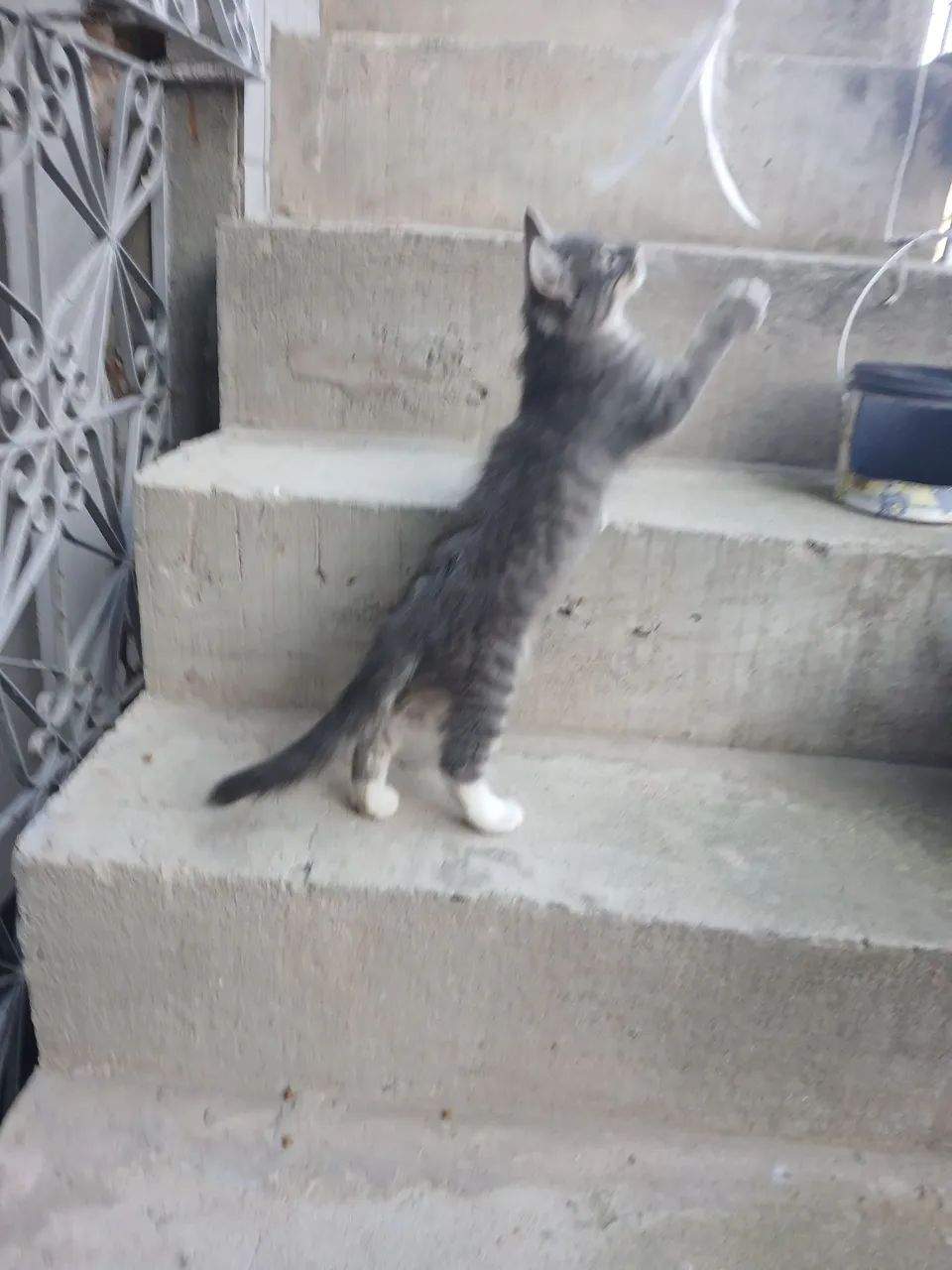 Adote um amigo felino!!! - Foto 6