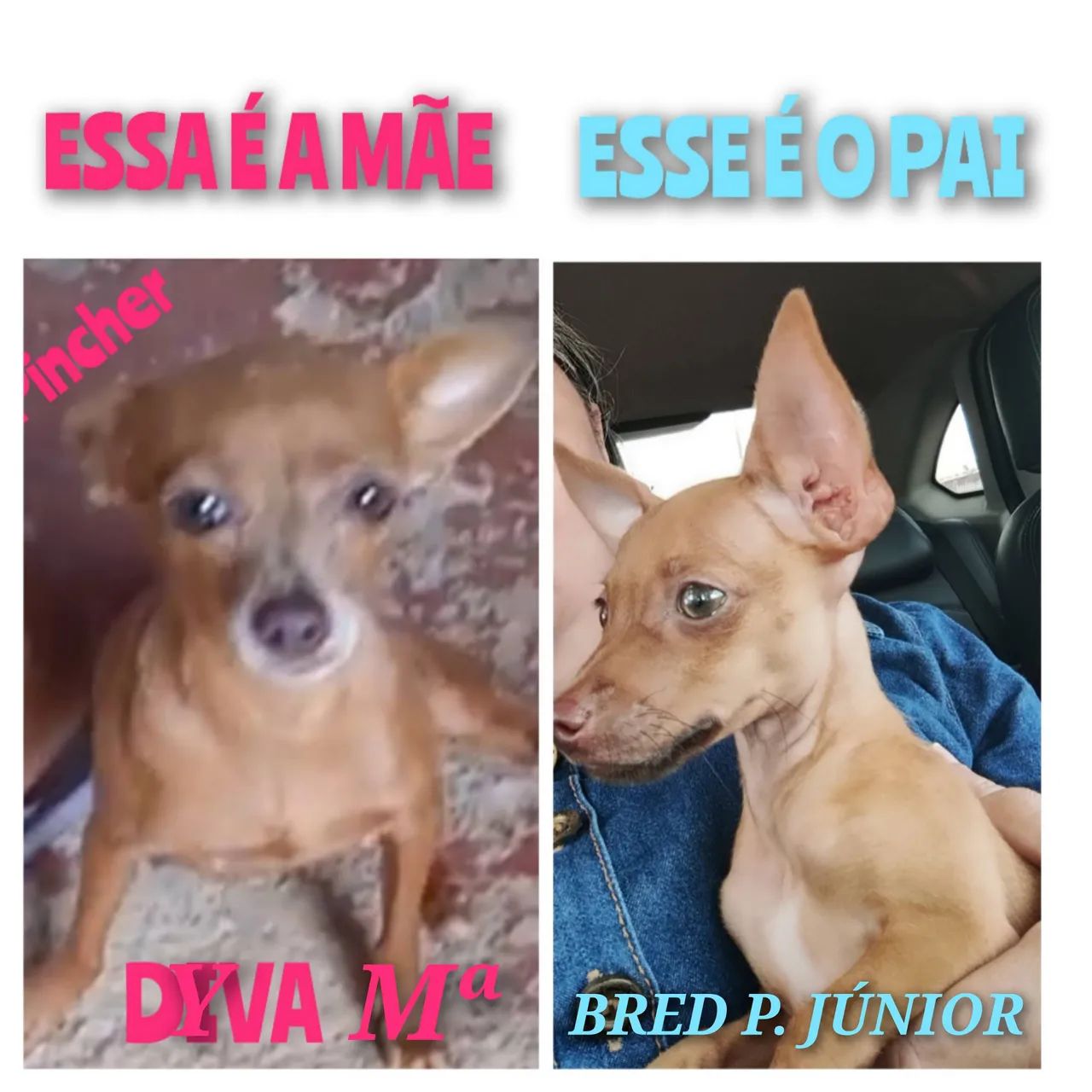 VENDE-SE PINSCHER N°1 - Foto 2