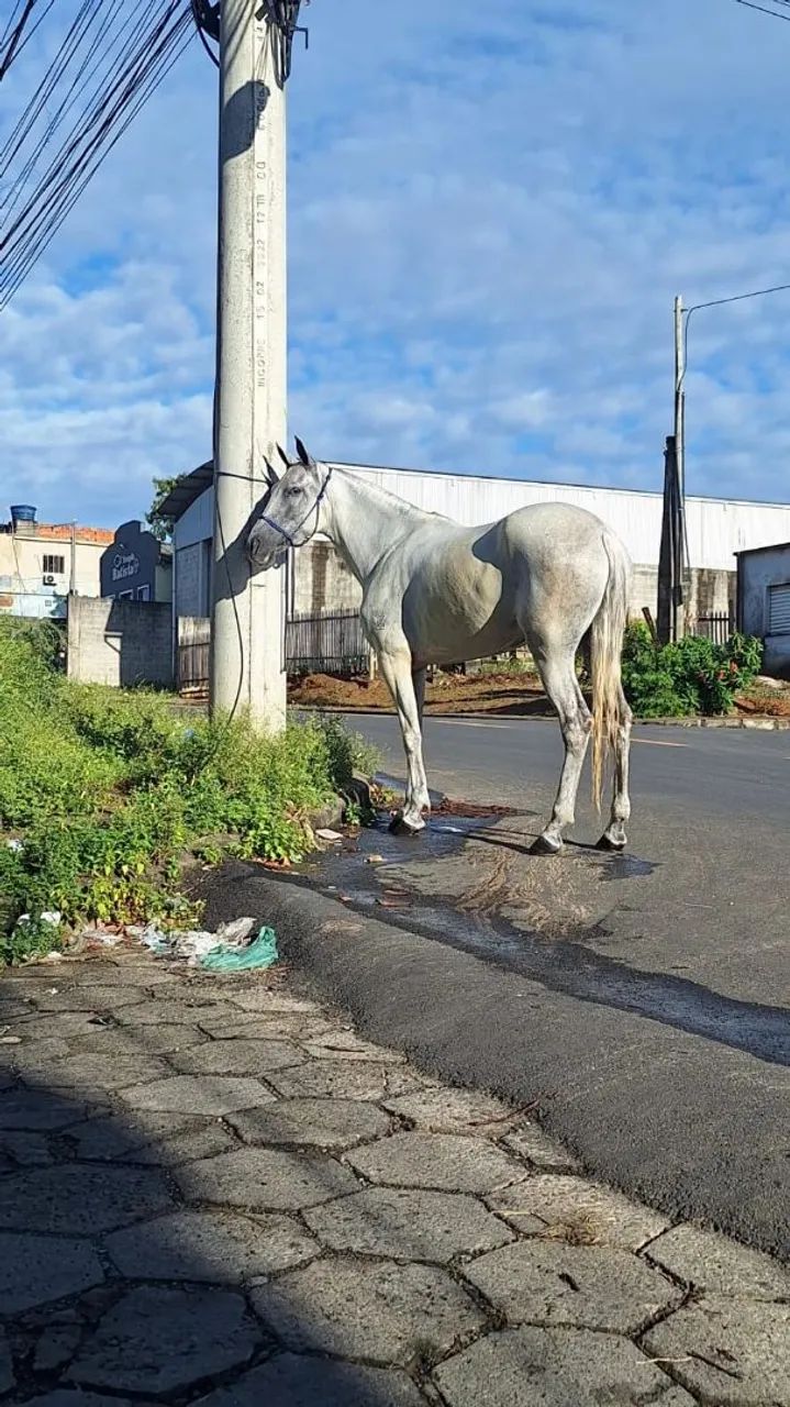 Égua Mangalarga Marchador jovem, registrada. Aceito cartão e pix  - Foto 4