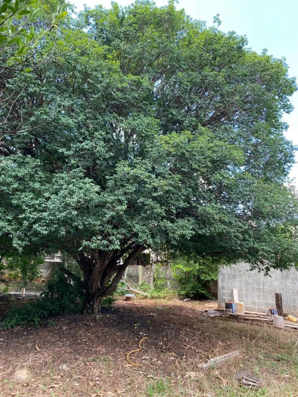 Jaboticabeira Sabará - Foto 5