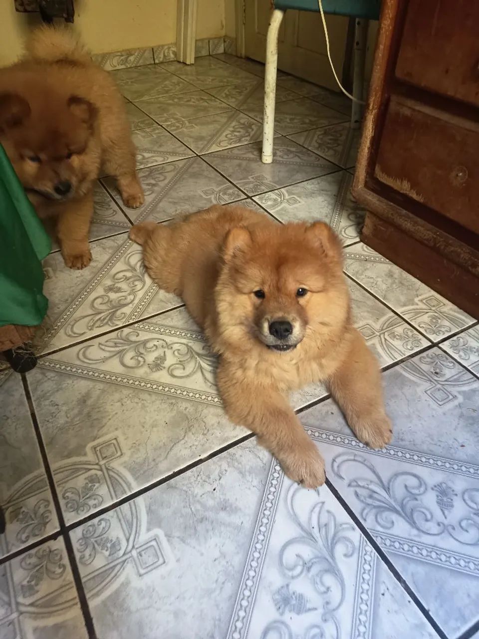 Chow-chow  - Foto 5