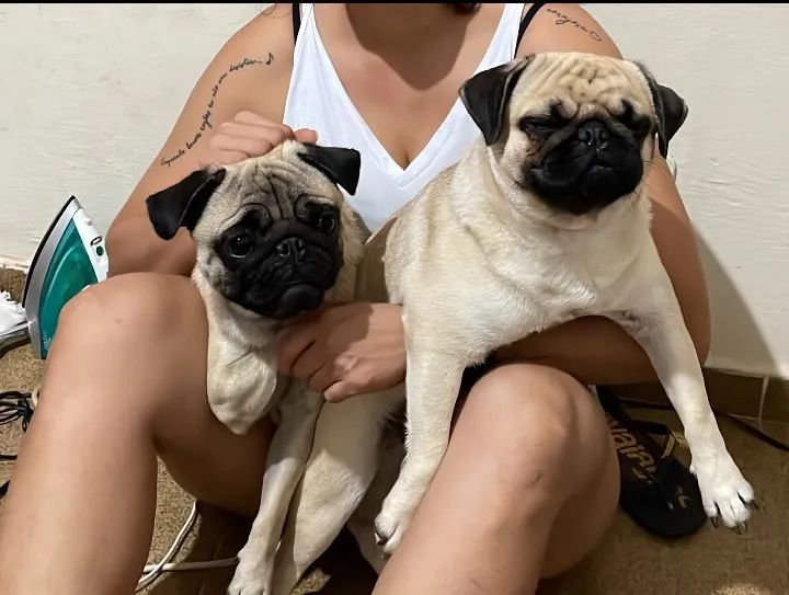 Vendo Pug machinho - Foto 2