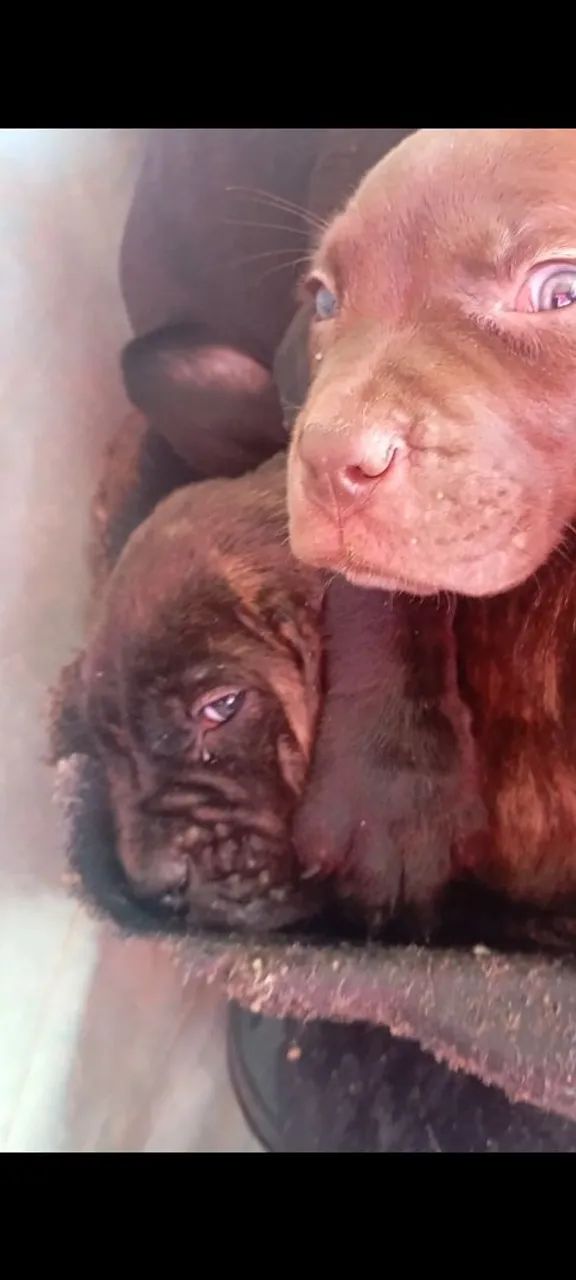 Filhotes CANE CORSO puros com 2 meses de idade  - Foto 2