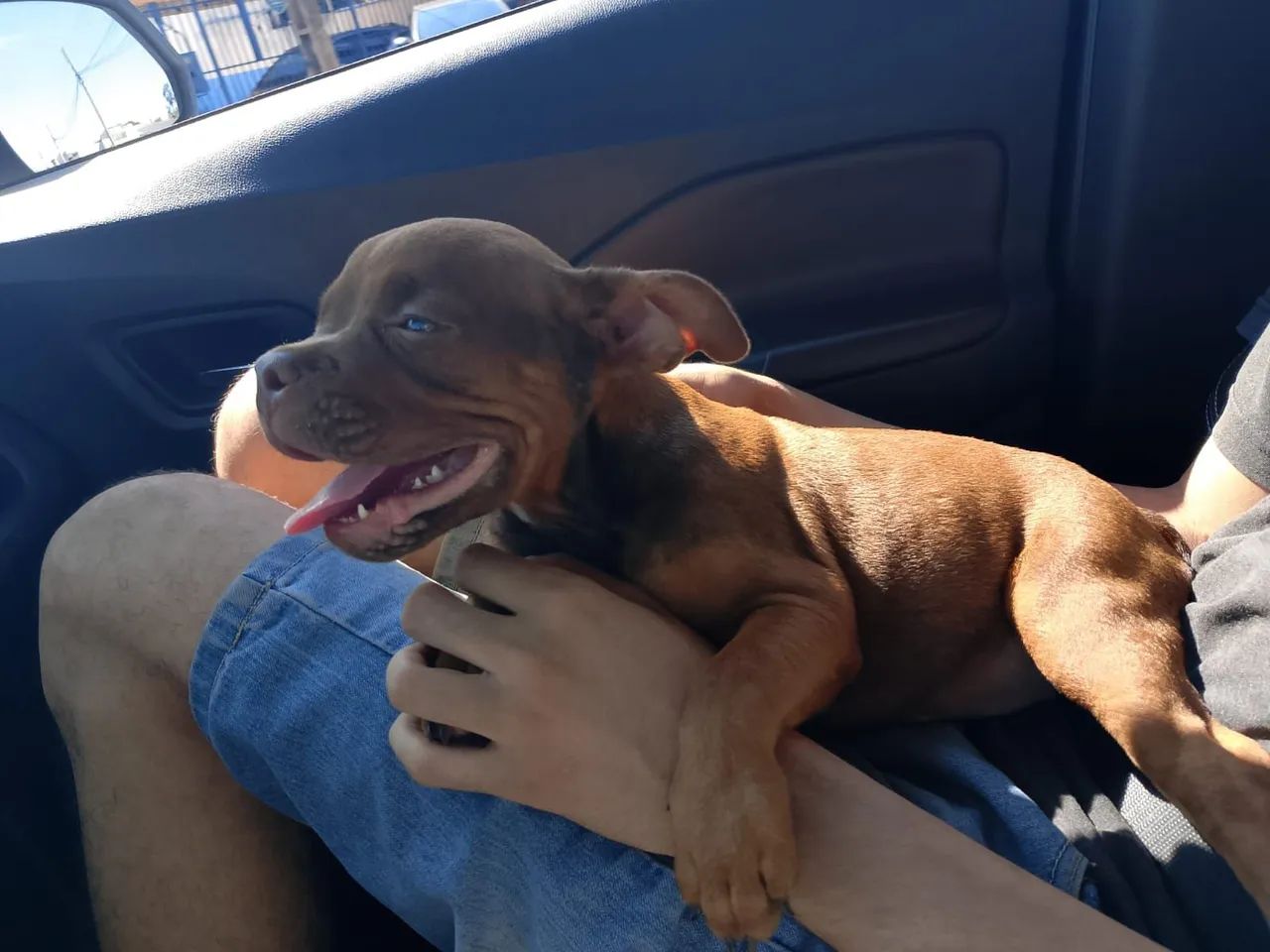 American bully micro - Foto 3