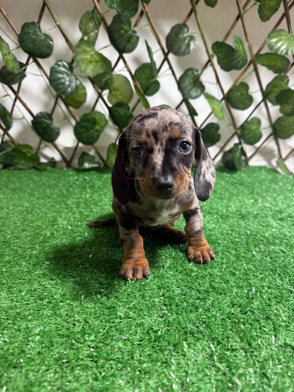 salsicha dachshund  - Foto 2