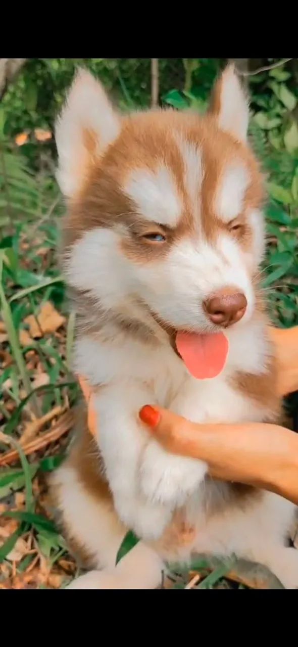 Husky macho disponíveis a pronta entrega - Foto 3