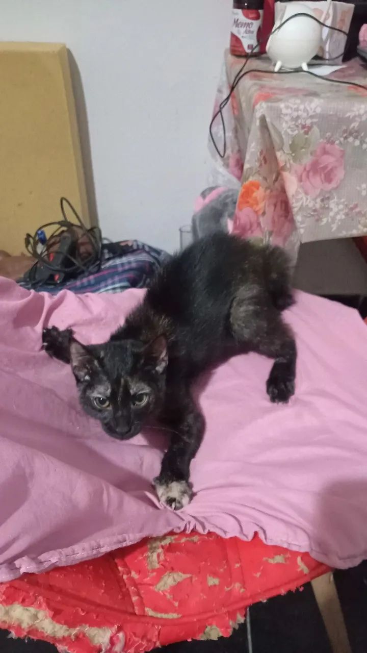 Adoção responsável  - Foto 2