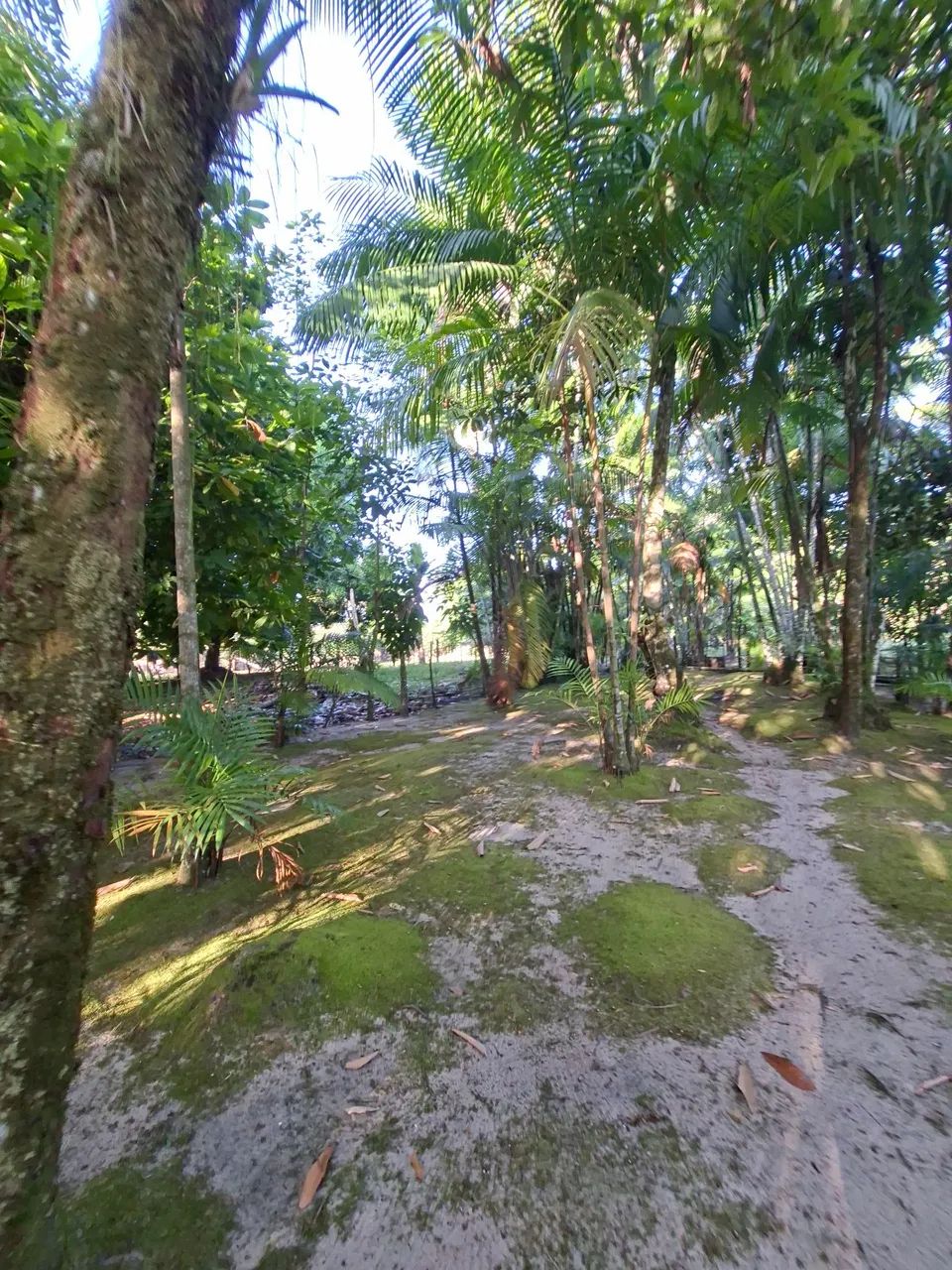 Terreno com Plantio de Açaí  - Foto 4