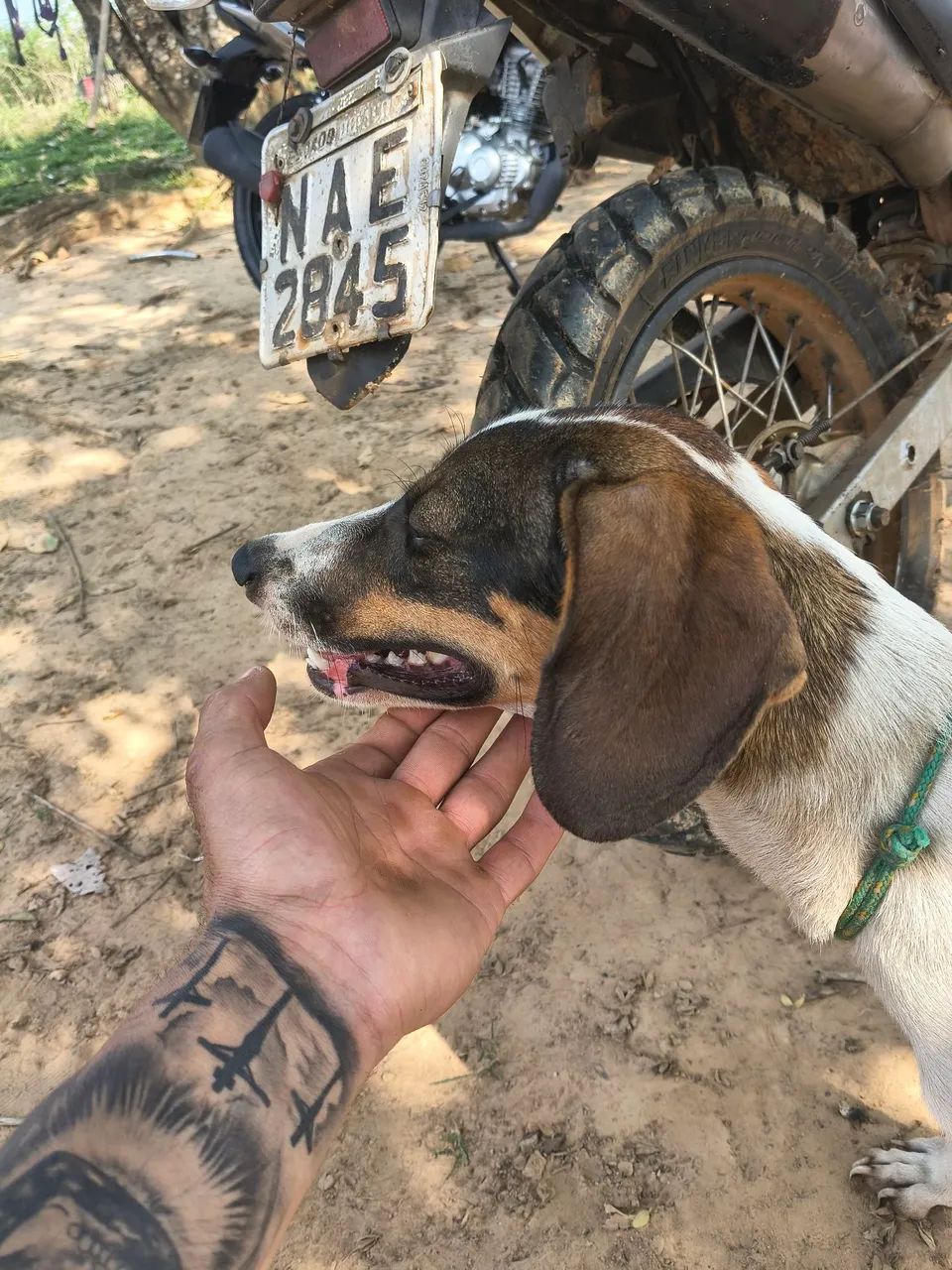Cachorra americana - Foto 5