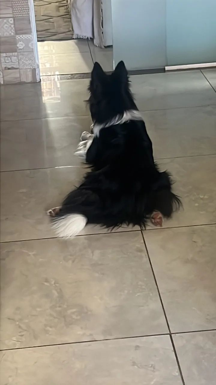 Cachorro