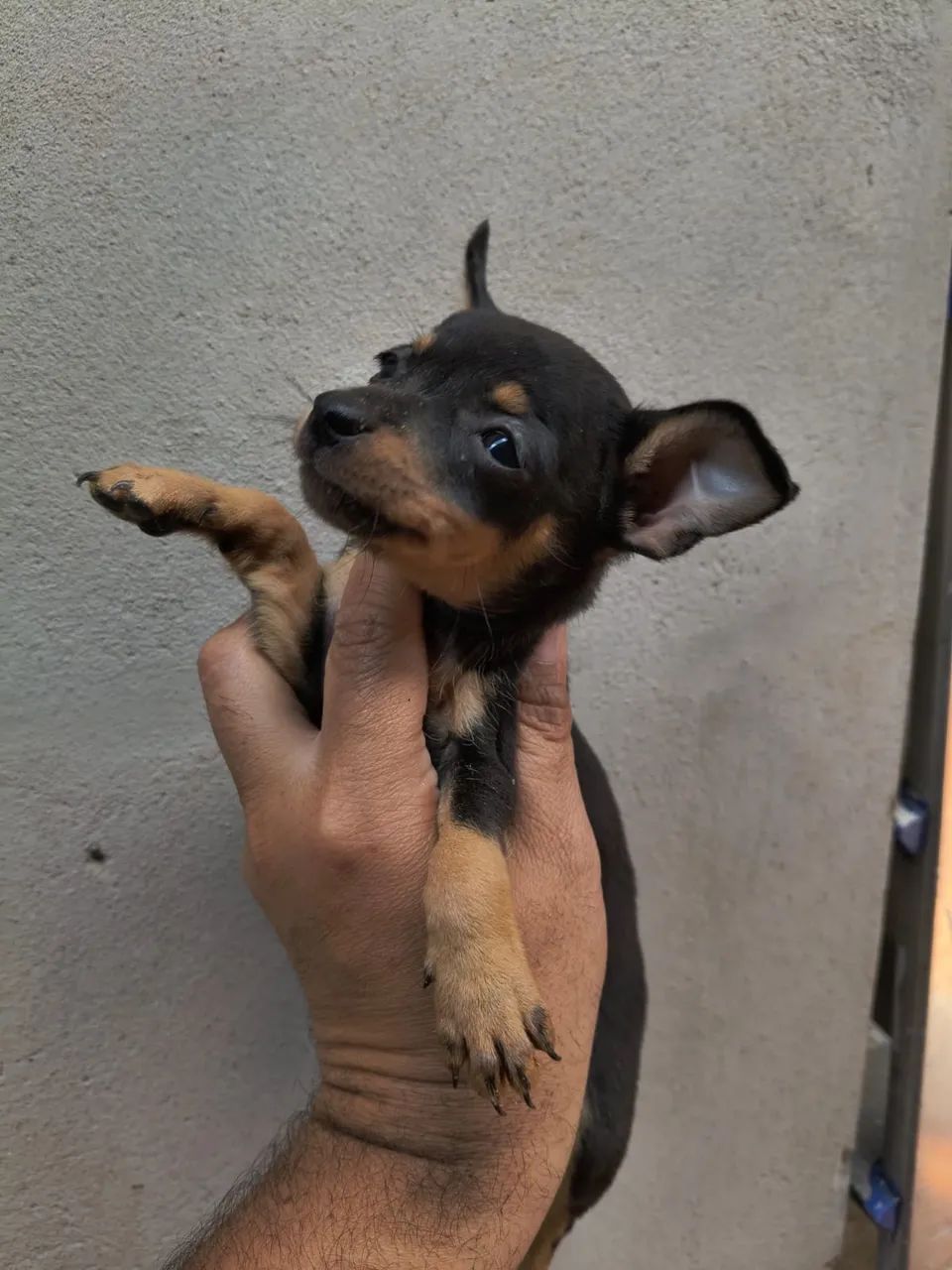 Filhotes de Pinscher 